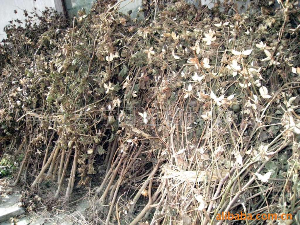 生物质草莓视频污下载APP污械