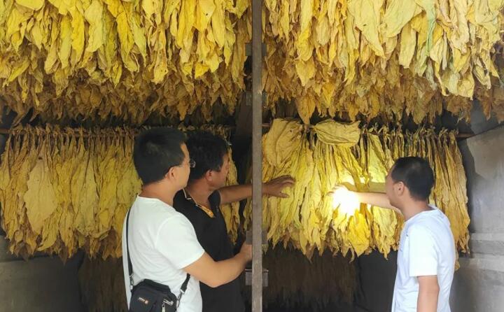 福泉：生物质颗粒智能化烘烤 助力烤烟产业提质增效