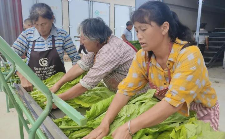 福泉：生物质颗粒智能化烘烤 助力烤烟产业提质增效