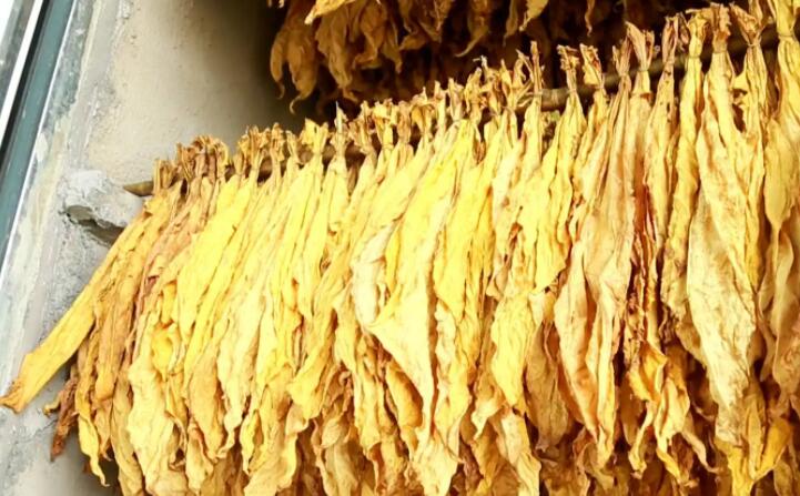 生物质草莓视频污下载APP污加工的颗粒烤烟