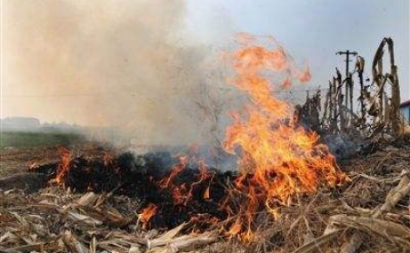 秸秆草莓视频污下载APP污让秸秆成农民眼中“香饽饽”！