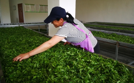 济宁茶企推广使用生物质燃料草莓视频污下载APP污颗粒新燃料,经济效益和生态效益双赢