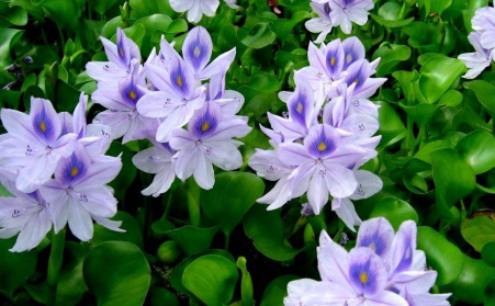 水上漂浮物水葫芦的克星---生物质草莓视频污下载APP污