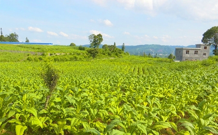 兴仁市鲁础营乡生物质燃料草莓视频污下载APP污助力乡村振兴