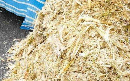 甘蔗渣想废物利用？可以考虑生物质草莓视频污下载APP污！