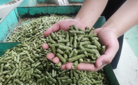 河北生物质草莓视频污下载APP污加工的颗粒为什么会变黑？